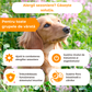 Hipoalergenic Booster imunitar pentru alergii