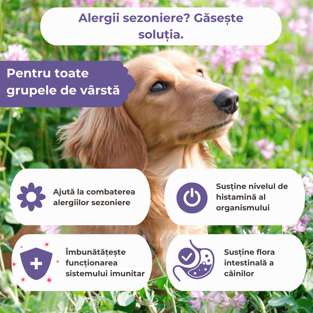 Supliment pentru alergii câini