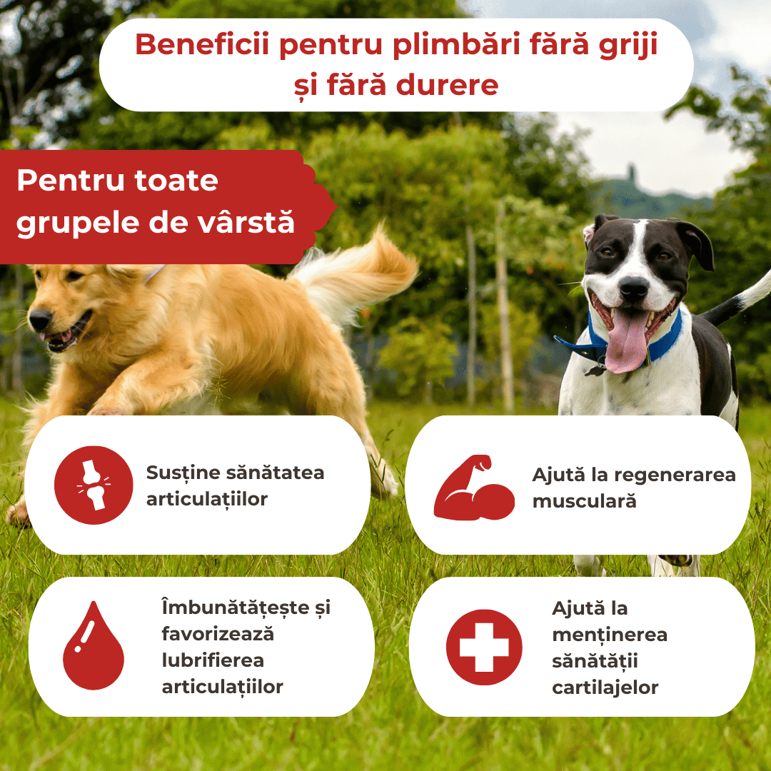 Supliment pentru articulații câini