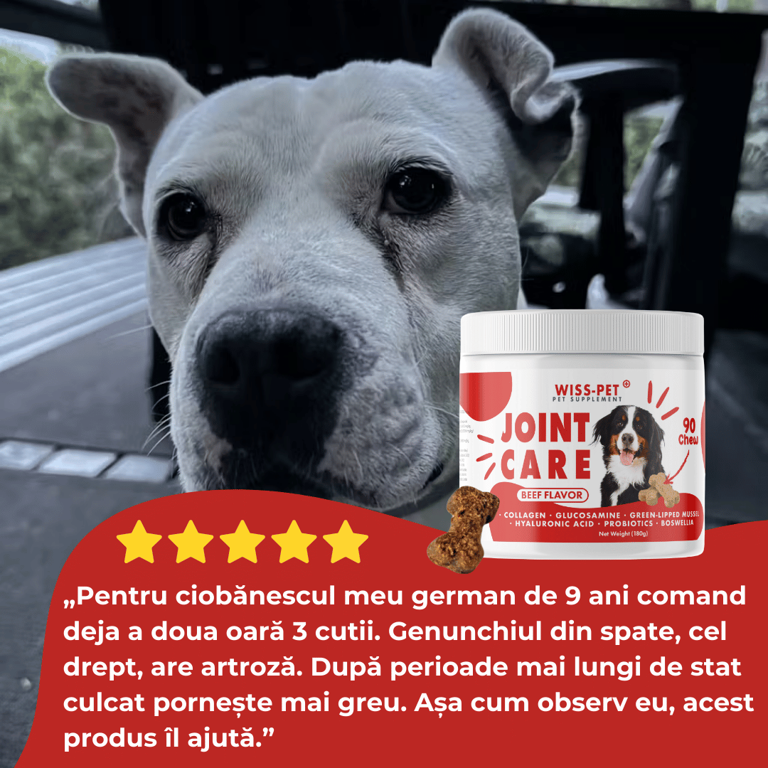 Supliment pentru articulații câini